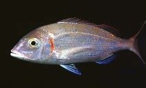 Pagellus erythrinus, Common pandora : fisheries, gamefish.
